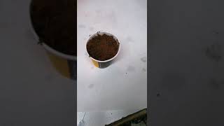 Çeyrek Altın Çimlendirme