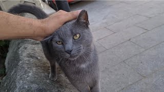 Gray Cat comes after me Meowing because it's so hungry.