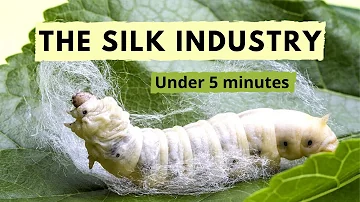 Can silk be obtained without killing the silkworm?