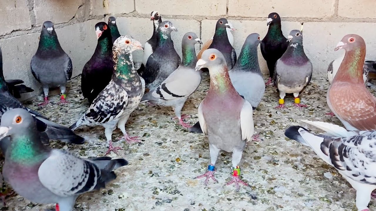 معقول تقعد هاي الحمام الزاجل 🤔