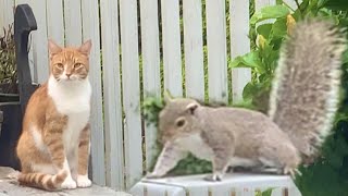 Video for Cats to Watch: Cat chasing a squirrel. Squirrel tries to launch into Marlins house!!! by Marlin the CAT-DOG - Caroline Jarvis Hopkins 14,781 views 1 year ago 4 minutes, 8 seconds