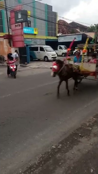 bunyi Kerincing Kuda Delman Kuda Poni