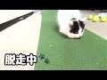 パターマット⛳️で爪研ぎをする子ネコ