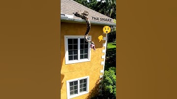 "Python Drops Its Prey From a Rooftop — Unbelievable Footage! 😱🐍"#ytshorts #snake #python #shorts