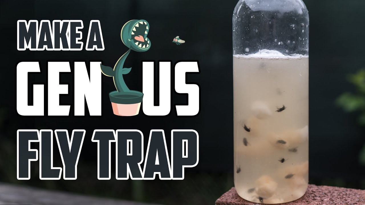 DIY Indoor Fly Trap: Effective Methods to Keep Flies at Bay 