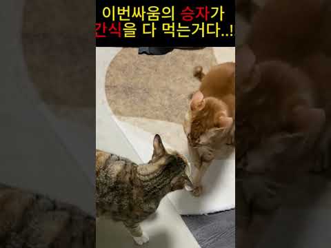 #고양이UFC#고양이영상#냥숏츠#고양이일상#고양이영상#동물영상#동물스튜디오#동물쇼츠#CUTECAT