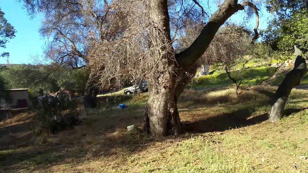 Oak Tree Removal! Services Beginning of the day A Tree Surgeon 6193810763 YouTube