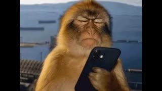 Outcome Memories Steve Survivor Win Joke Ust