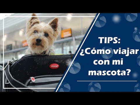 Video: Consejos De Seguridad En Climas Fríos Para Viajar Con Una Mascota