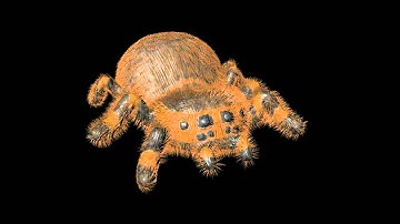 Tarantula walk cycle