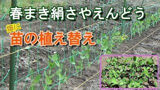 家庭菜園 春まき絹さやえんどうを育てる 苗を畑に植え替えて防鳥糸を張る Youtube