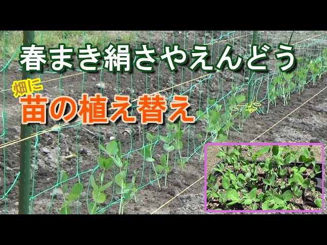 家庭菜園 春まき絹さやえんどうを育てる 苗を畑に植え替えて防鳥糸を張る Youtube