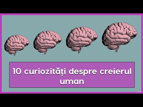 Zece curiozități despre creierul uman