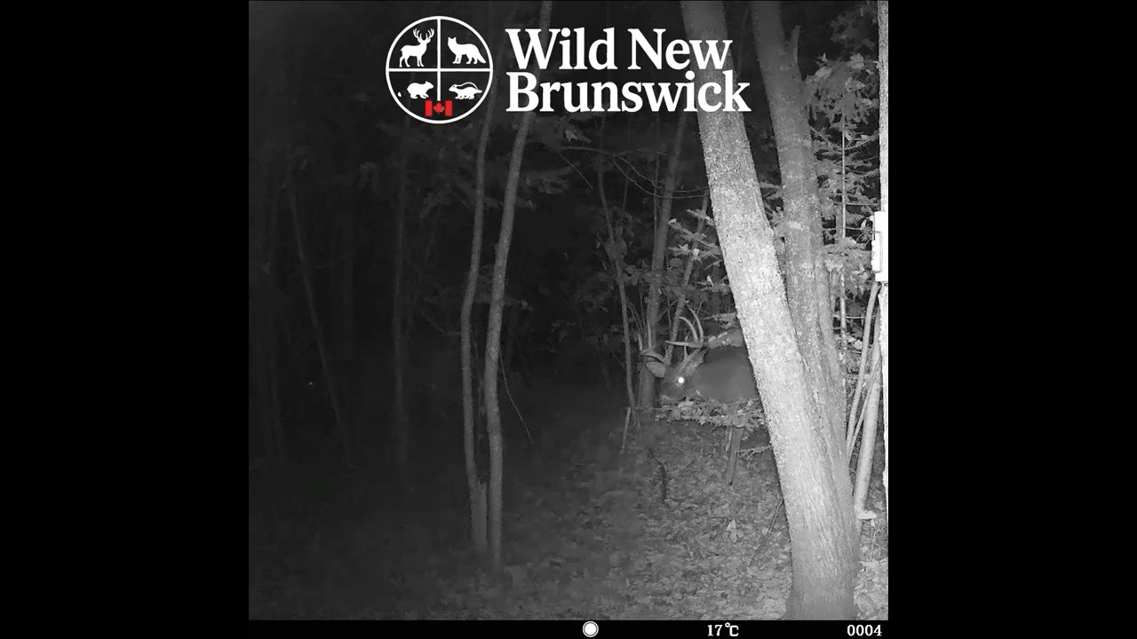 Whitetail Buck - Nice Rack