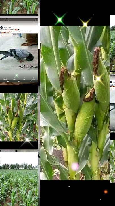# #farming #mohamedyare SALAADDA WALAL KUSALI XABIIBKAYNA MUXAMMAD SCWSCWSCW SCWSCWSCW SCWSCWSCW