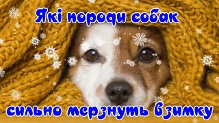 What breeds of dogs get very cold in winter by Жива Планета 298 views 3 months ago 8 minutes, 17 seconds
