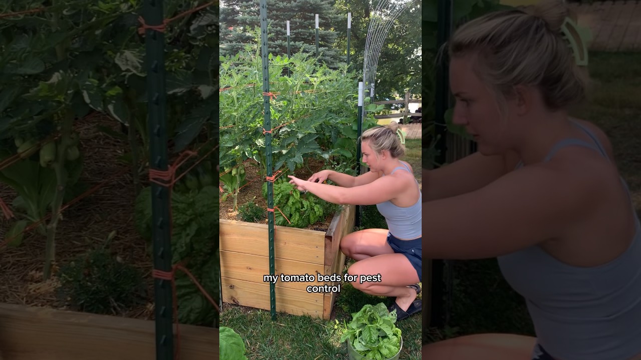 July vegetable garden harvest 