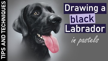 How to draw a black Labrador in pastels | Drawing black fur in pastels