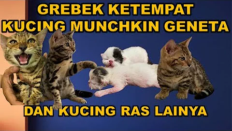 Watch the video about GREBEK KE TEMPAT KUCING MUNCHKIN GENETA