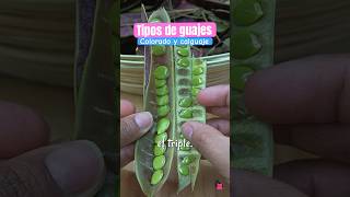 Conoce las variedades de guajes y sus árboles. #shorts #shortsmexico