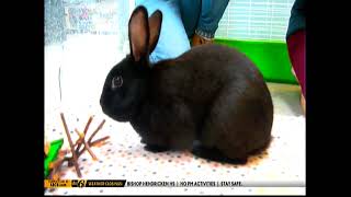 AREA CODE 408