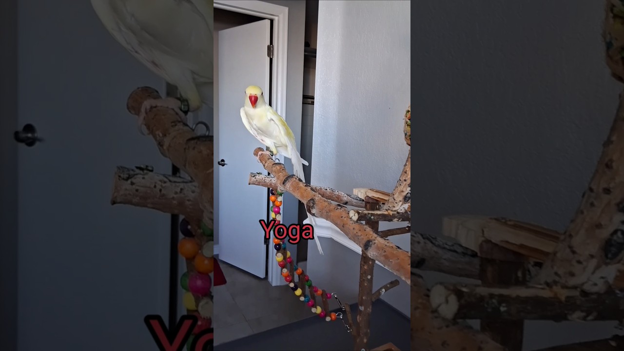 @white_and_fun  01/29/2026 