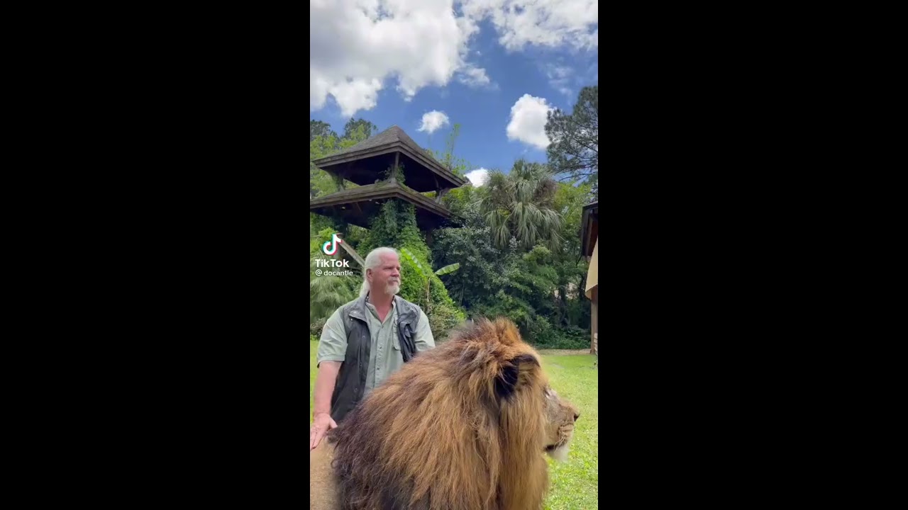 Huge Barbary Lion Simba Real Life Version 