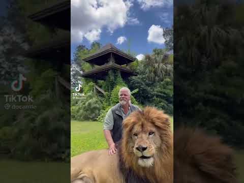 huge Barbary Lion