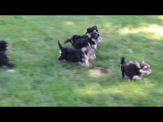 Kaya video thumbnail