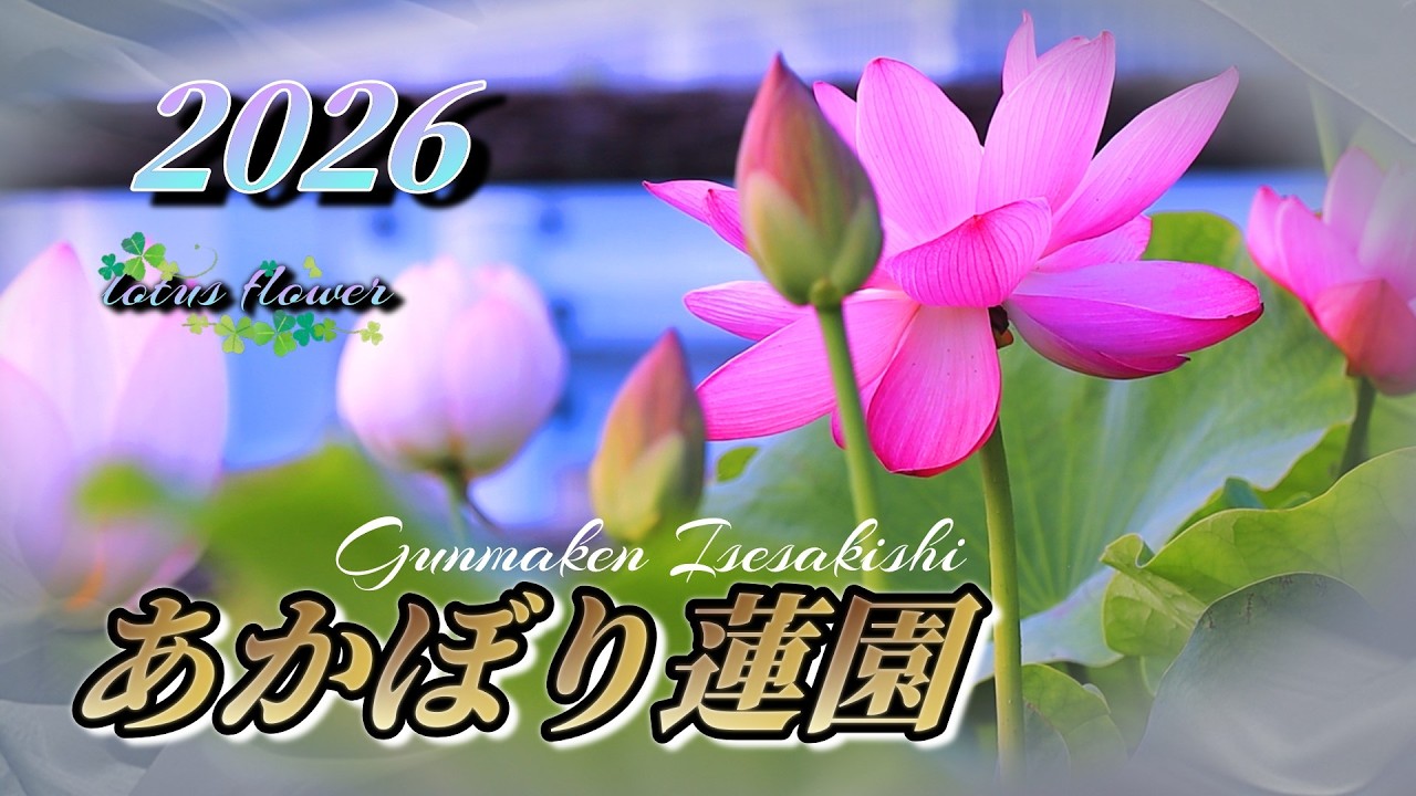 あかぼり蓮園】蓮の名称で見頃の蓮（中国友誼蓮）を2026年7月10日の