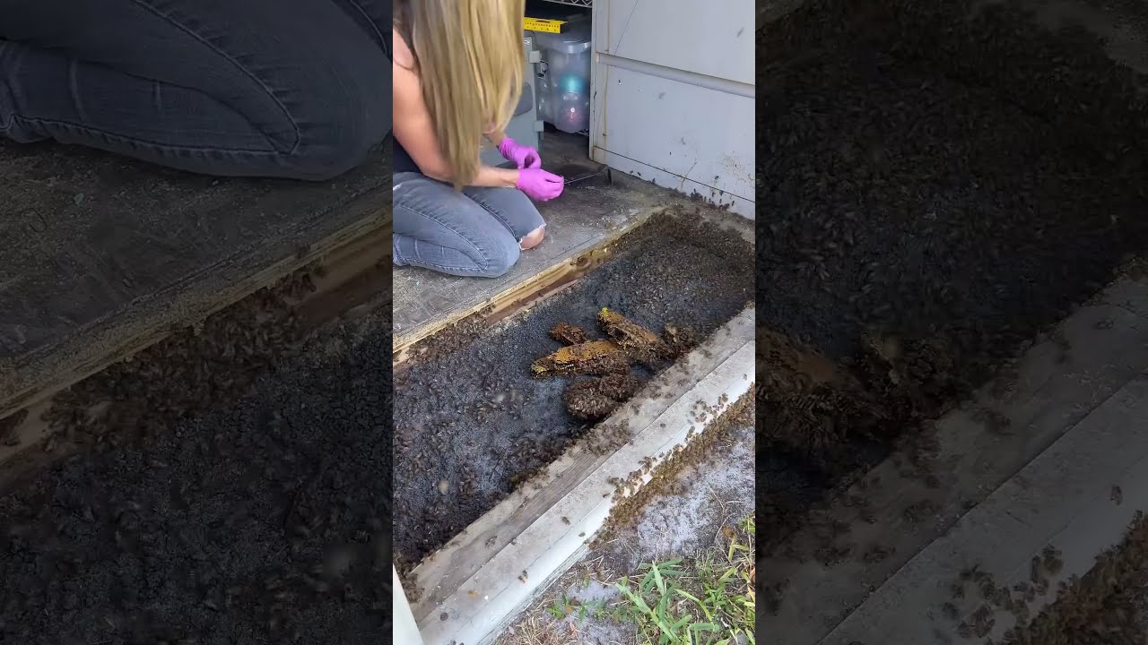 This Is The Coolest Bee Removal I Did Season Save Bees 