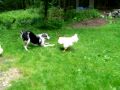 Dog Demetri vs the Rooster