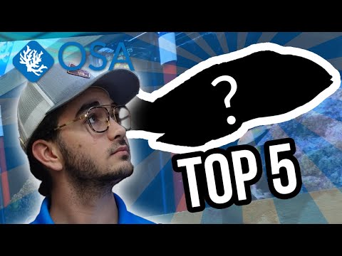 Top 5 New SALTWATER Fish of November 2023! 🐟