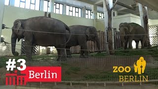 Берлин #3 Берлинский Зоопарк + Океанариум 2019 / Лиза Май играет с Пингвинами / ZOO BERLIN ОБЗОР