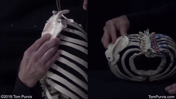 Clip from 4410 Basic UE Joint Mechanics - Part 2: Scapular Motions