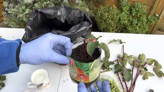 How to grow #rose #roses  from #cutting