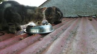 Cute Rooftop stray Cats are hungry by Cats on the Farm 217 views 1 year ago 44 seconds