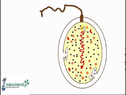 Lekcja biologii budowa bakterii + zadania maturalne