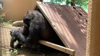 【京都市動物園 ニシゴリラ】ゲンタロウが隠れて弟のキンタロウと遊ぶ