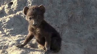 WE SafariLive-  Cuteness overload!! The tiny Hyena cub is out!