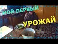 УРОЖАЙ ЧТО НАДО, ЗИМОЙ ЖИТЬ МОЖНО/ ОДИНЬ ДЕНЬ ИЗ ЖИЗНИ В ДЕРЕВНЕ!