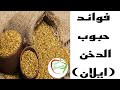 ما لا تعرفه عن حبوب الدخن او ايلان الصحية والعلاجية حبوب الطاقة ورفع المناعة ما لا تعرفه عن حبوب الدخن او ايلان الصحية والعلاجية حبوب الطاقة ورفع المناعة