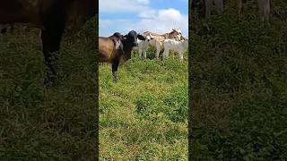 vendo linda propriedade 6 hectares boa é ela 100 mil bodoco pé 8799102 3154