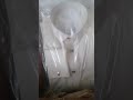 خياط اثواب رجاليه صنعاء خياط اثواب رجاليه صنعاء