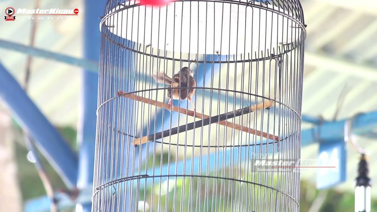 Jadi Ciblek Terbaik, Sarkali Tampil Konslet di Gelaran Banana Cup