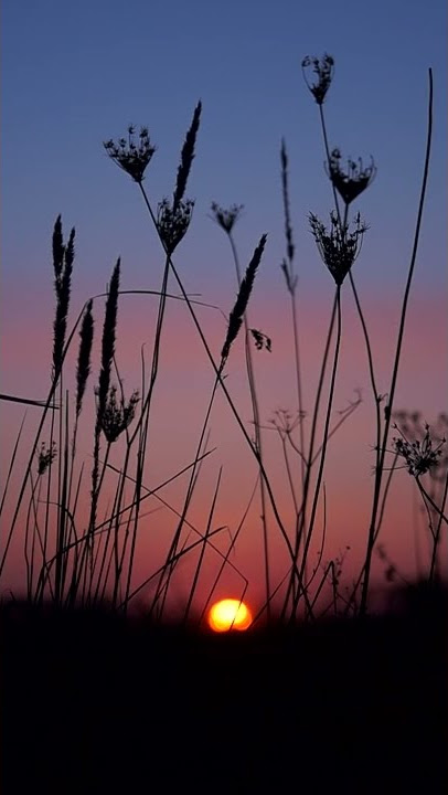 Mentahan Video Aesthetic Alam Senja | Story Wa 30 Detik | #Short Video