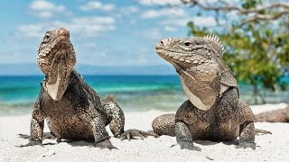 Секретный кубинский риф / Cuba&#39;s Secret Reef 2015 Nat Geo Wild