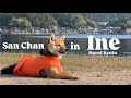1 Day trip turned into a Week!? Ine City Adventure with Shiba!🐾 #146