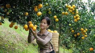 Harvest 40kg Of The Best Oranges In The Garden  Cook Traditional Dishes And Sell Them At The Market
