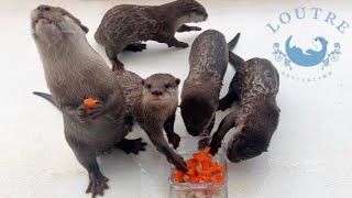 Otter Children See Salmon for the First Time!